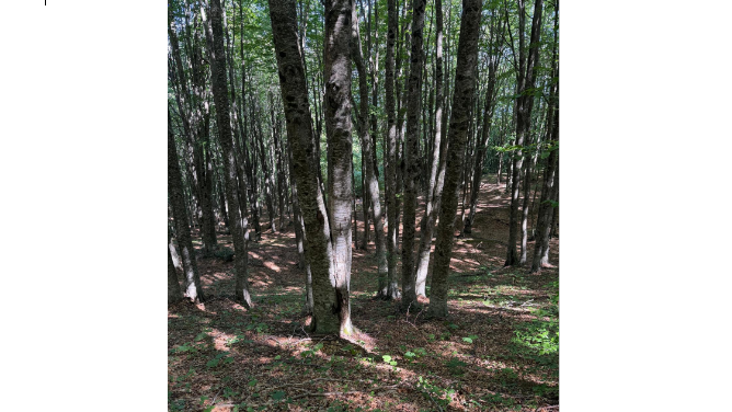 Laga Legno entra in Assolegno: la filiera del cratere sisma ottiene il riconoscimento nazionale