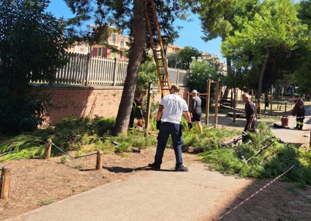 Crollo di un ramo nella pineta Ricciotti, ripristinata la sicurezza