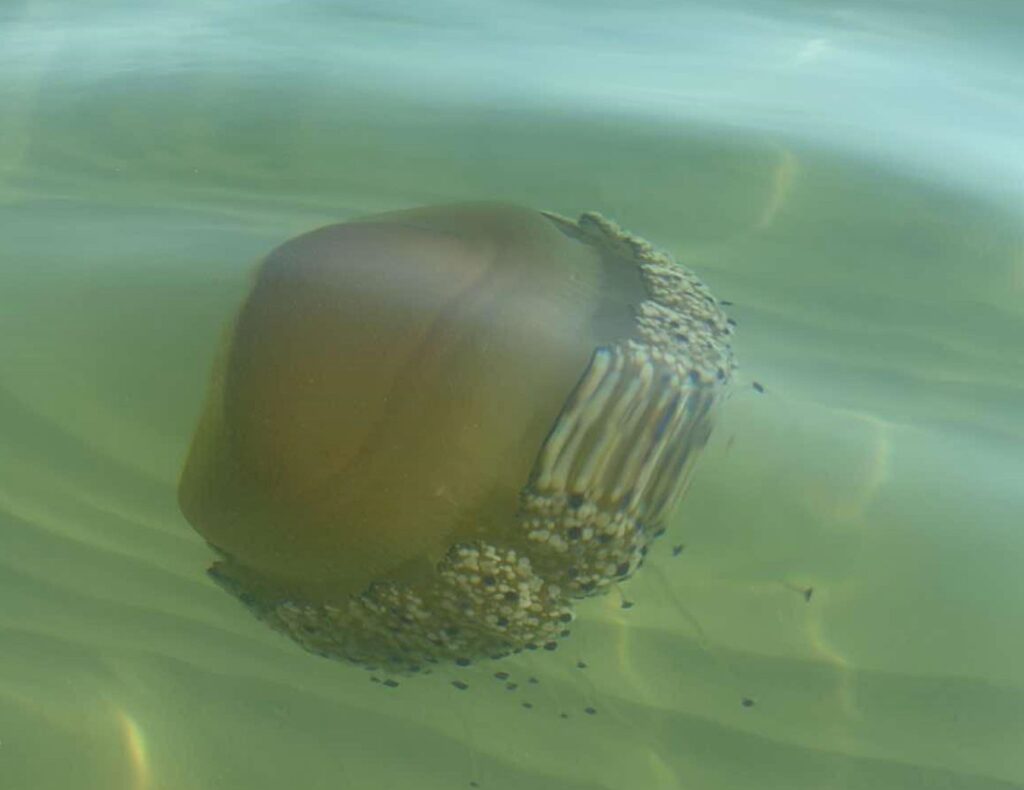 Ben arrivata in Riviera, Cassiopea Mediterranea <span> (Video)