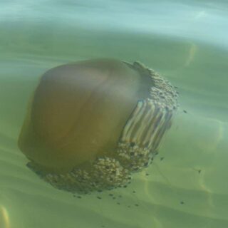 Ben arrivata in Riviera, Cassiopea Mediterranea <span> (Video)