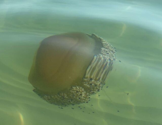 Ben arrivata in Riviera, Cassiopea Mediterranea <span> (Video)