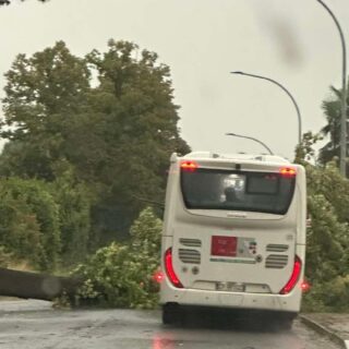 Maltempo nel Piceno, oltre 25 interventi dei Vigili del fuoco: albero sulla Salaria blocca il traffico