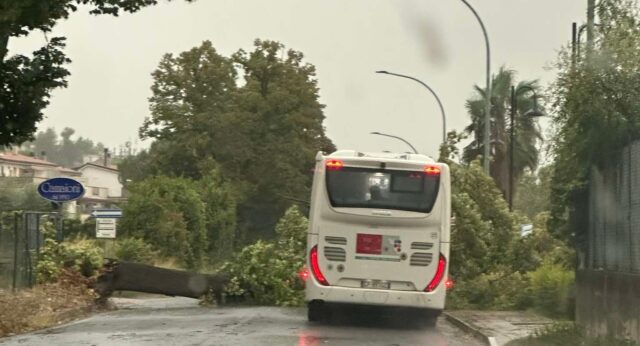 Maltempo nel Piceno, oltre 25 interventi dei Vigili del fuoco: albero sulla Salaria blocca il traffico