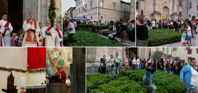 La “pianta del Re” annuncia la festa: all’alba si rinnova il rito del basilico per Sant’Emidio