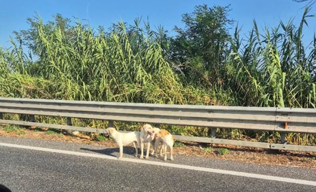 Tre cani sull’Ascoli Mare, traffico rallentato e intervento della Polizia Stradale
