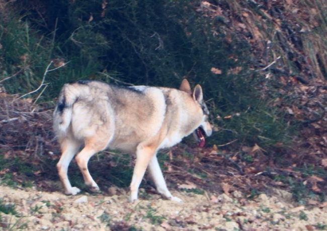 lupo-3-650x460