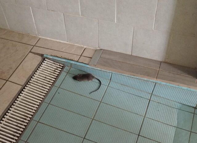 Piscina comunale, utenti denunciano: «Topi, spogliatoi sporchi e manutenzione carente»