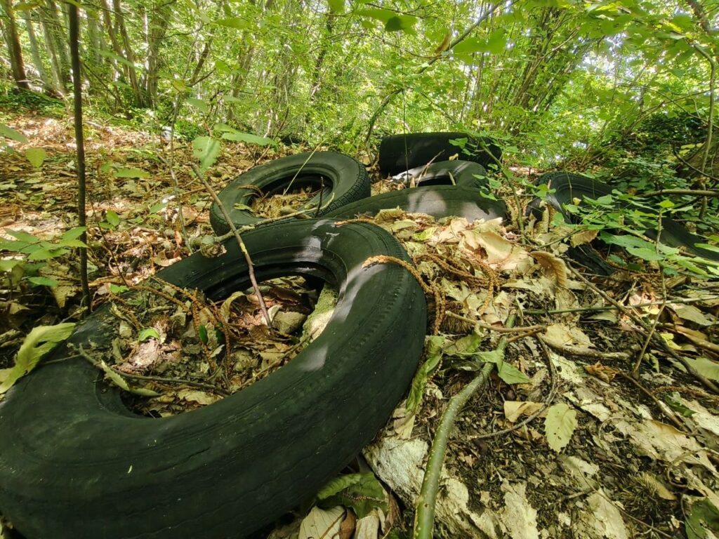 Le meraviglie del bosco: al posto dei funghi crescono…pneumatici