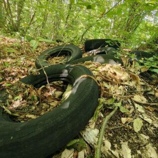 Le meraviglie del bosco: al posto dei funghi crescono…pneumatici