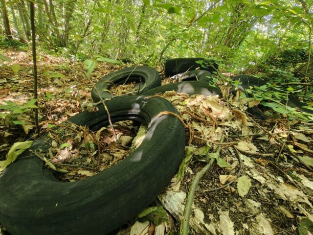 Le meraviglie del bosco: al posto dei funghi crescono…pneumatici