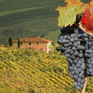 Vendemmia, D’Angelo (Vinea): «Gran caldo, raccolto anticipato: meno vino, ma qualità eccellente»