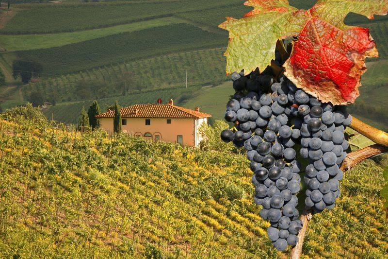 Vendemmia, D’Angelo (Vinea): «Gran caldo, raccolto anticipato: meno vino, ma qualità eccellente» Vendemmia, D’Angelo (Vinea): «Gran caldo, raccolto anticipato: meno vino, ma qualità eccellente»