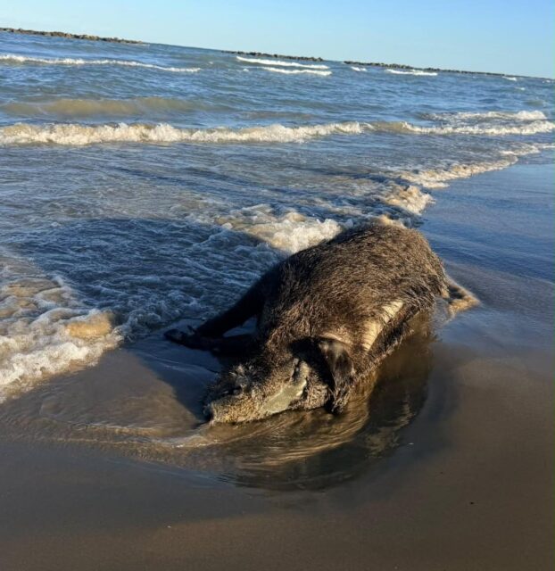 Cinghiale morto sulla riva: area delimitata in attesa della rimozione Cinghiale morto sulla riva: area delimitata in attesa della rimozione