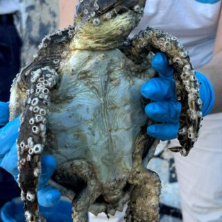 Molo sud, tartaruga incastrata tra gli scogli