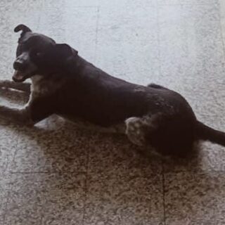 Nereo, il cane che parlò con gli occhi e rimase nel cuore della gente Nereo, il cane che parlò con gli occhi e rimase nel cuore della gente