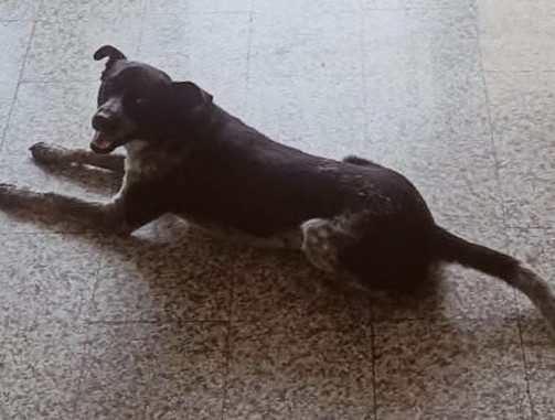 Nereo, il cane che parlò con gli occhi e rimase nel cuore della gente