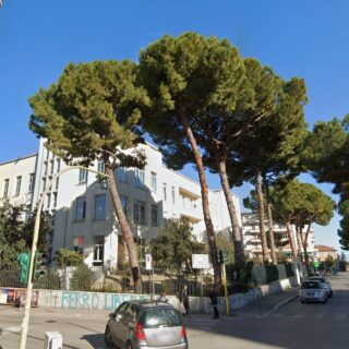 Quattro storici pini della scuola “Caselli” finiscono sotto esame: incaricato un agronomo per valutarne la sicurezza