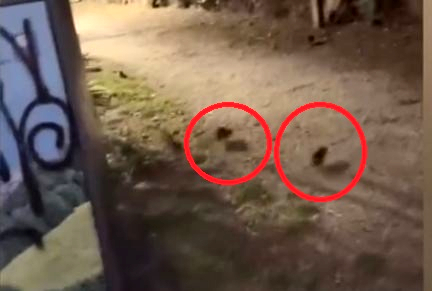 Invasione di ratti, in Riviera è sempre emergenza
