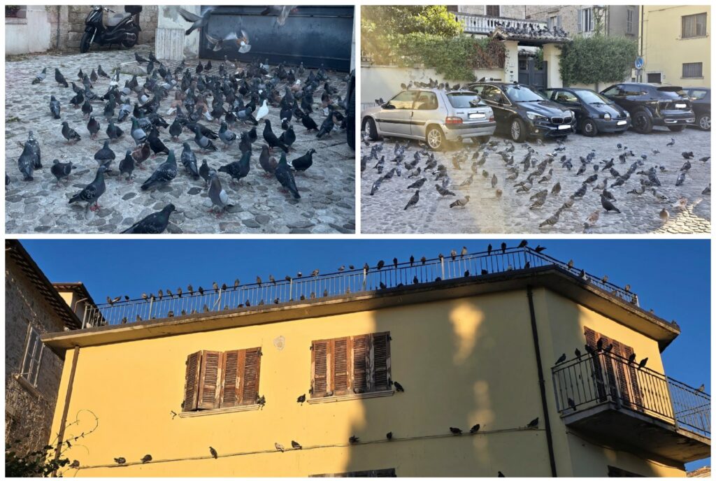 Come nel film di Hitchcock: i piccioni invadono piazza San Tommaso