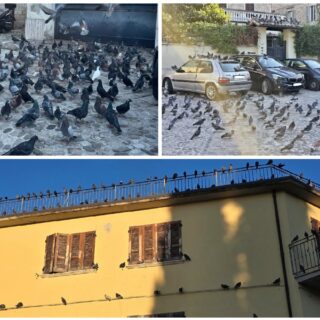 Come nel film di Hitchcock: i piccioni invadono piazza San Tommaso