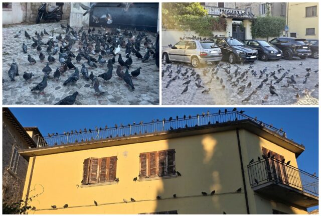 Come nel film di Hitchcock: i piccioni invadono piazza San Tommaso