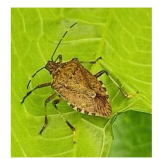 Cimice asiatica, allarme negli oliveti: «Presenza massiccia» prima della raccolta