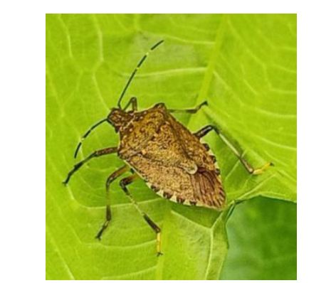 Cimice asiatica, allarme negli oliveti: «Presenza massiccia» prima della raccolta Cimice asiatica, allarme negli oliveti: «Presenza massiccia» prima della raccolta
