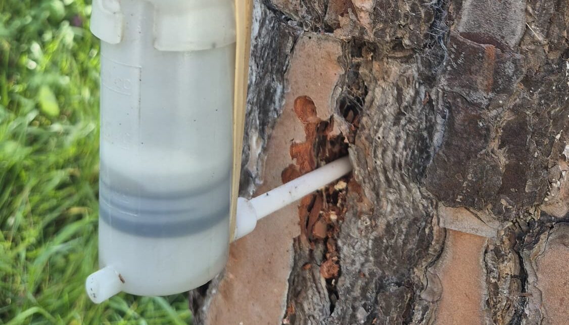 Cure per 125 pini: al via anche la profilassi sulle palme