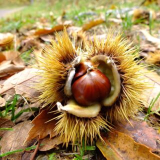 Uomo, castagneti e castagne: una storia antica