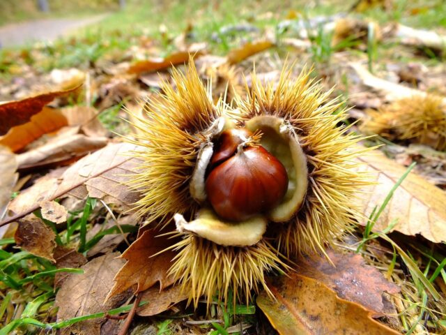 Uomo, castagneti e castagne: una storia antica Uomo, castagneti e castagne: una storia antica