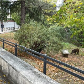 Cinghiali, due vite diverse: nei boschi si rischia il fucile, in città si fa passerella