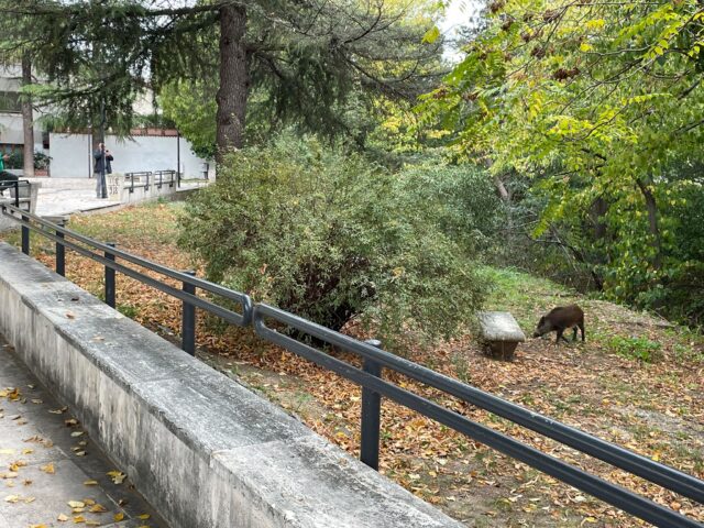 Cinghiali, due vite diverse: nei boschi si rischia il fucile, in città si fa passerella