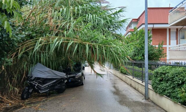 Via del Giglio, il canneto invade la strada